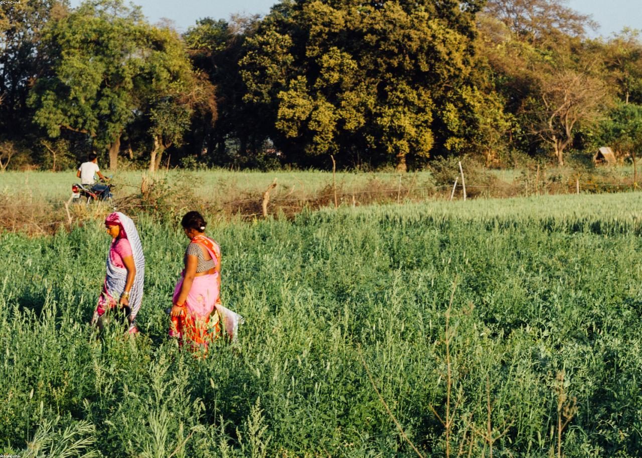 Farmers in a green field