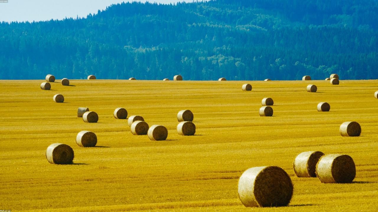 Golden agricultural harvest at dusk