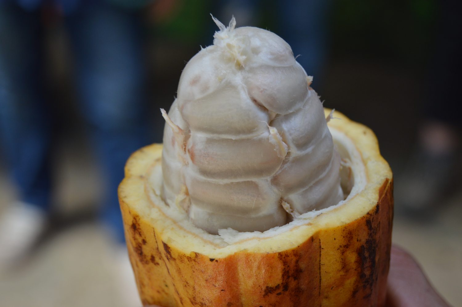 Organic Cocoa Mass