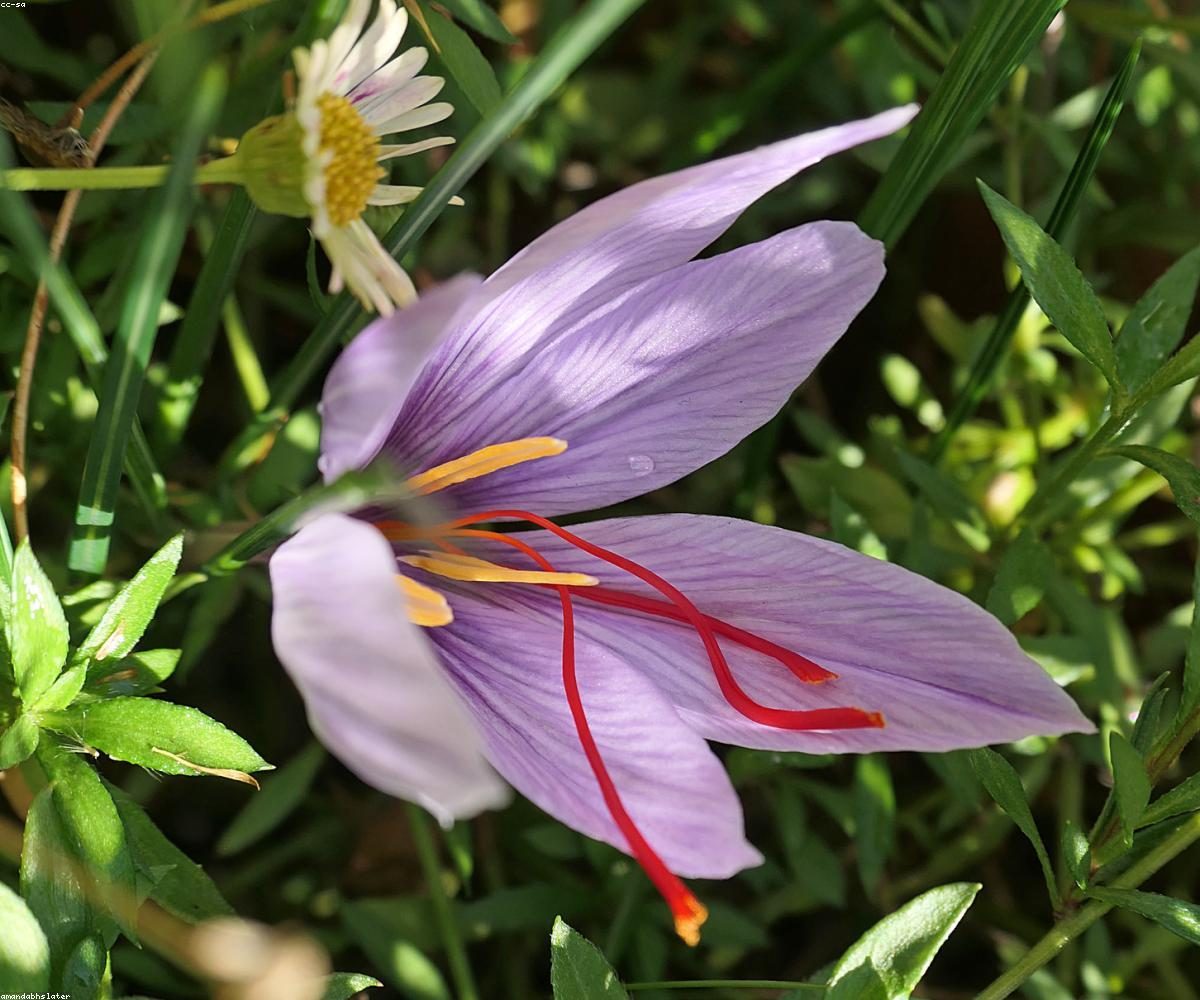 Kashmiri Mongra Saffron