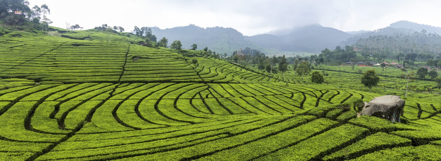 Darjeeling & Assam Tea