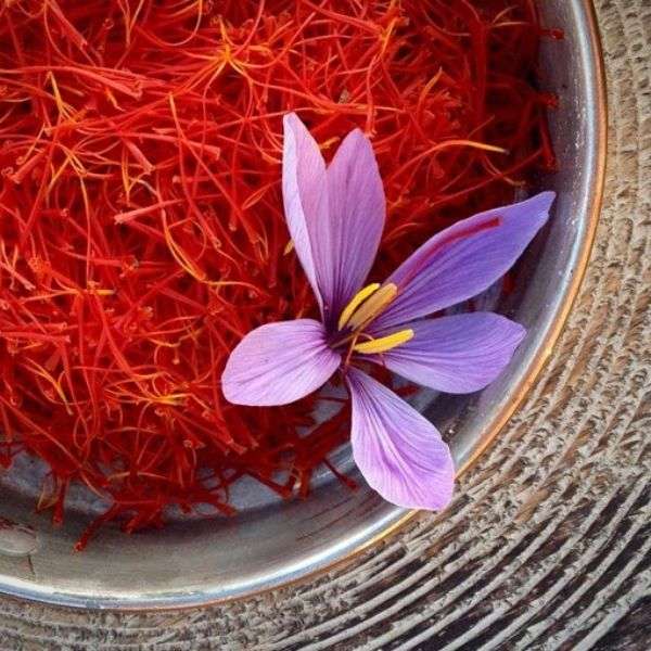 Saffron flower and threads