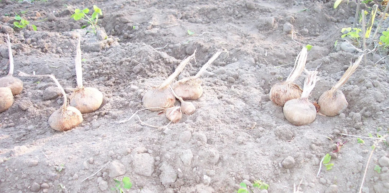 Saffron corms
