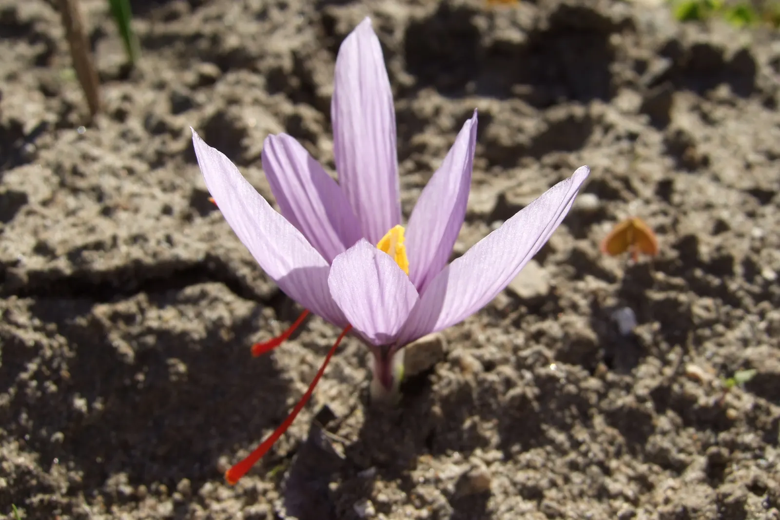 A saffron crocus showing its long crimson stigmas