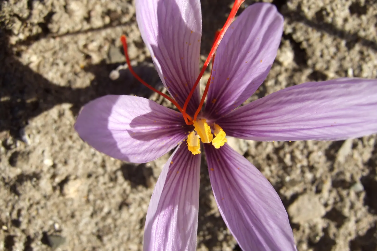 A saffron crocus flower seen from above