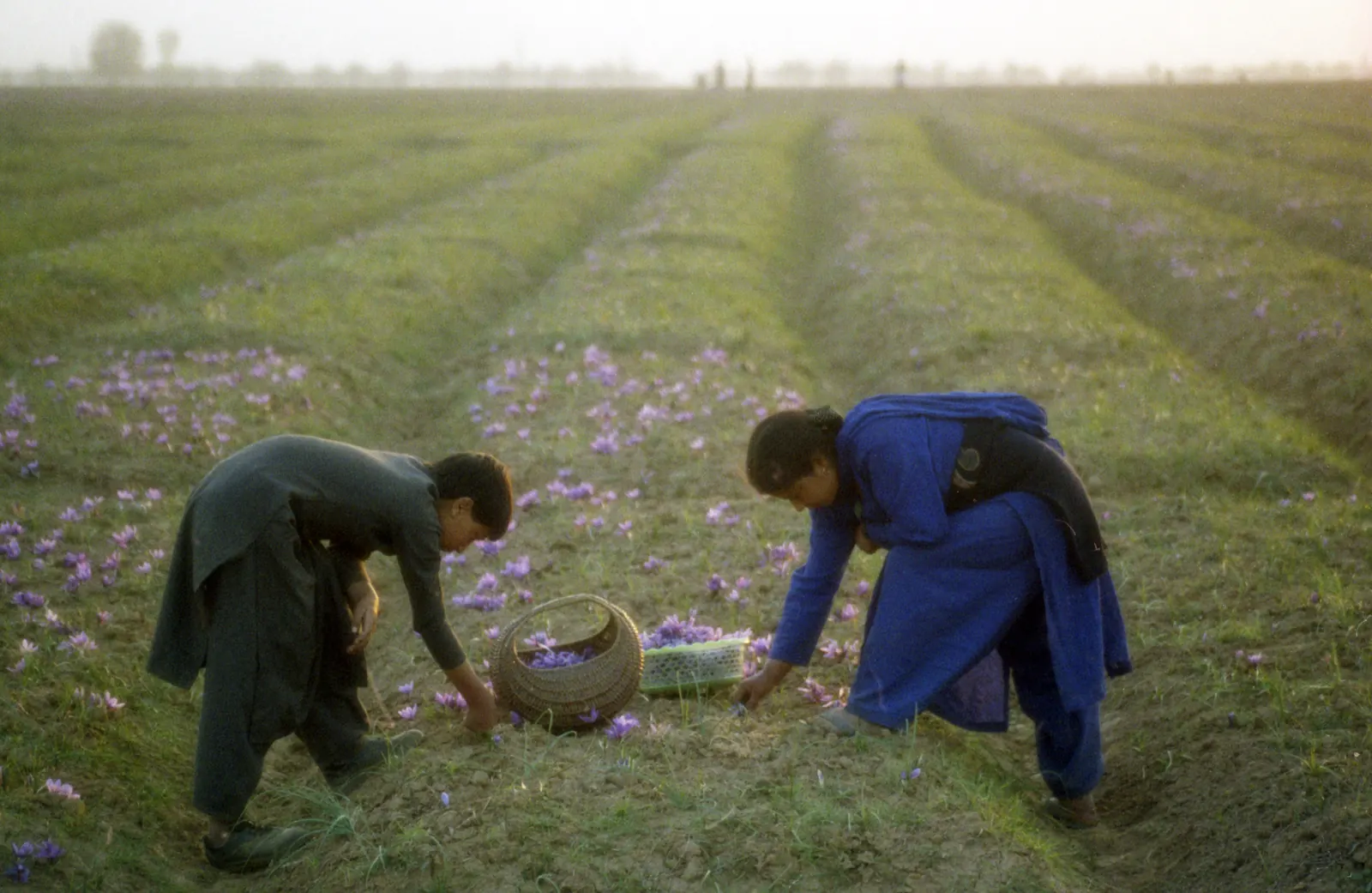 Saffron harvest at first light, Kashmir