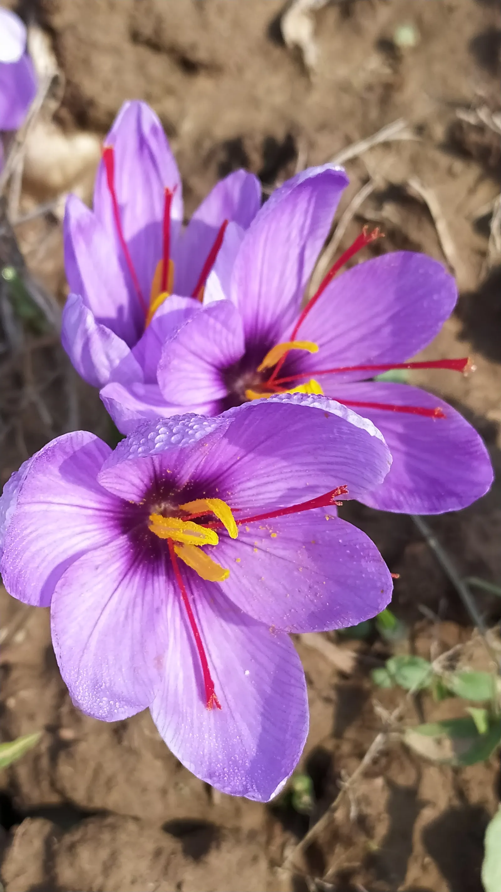 Saffron flowers in bloom on the raised beds of the Karewa, Pampore, Kashmir