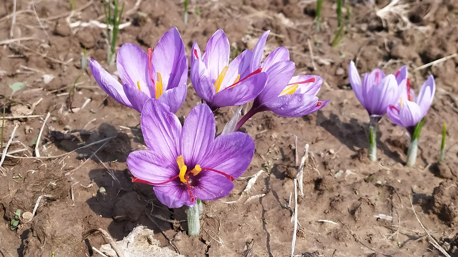 Saffron in bloom, Ladhoo, Pampore