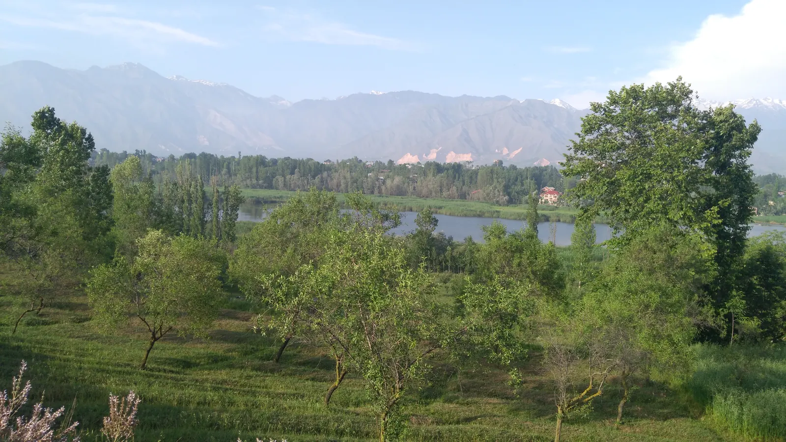 The landscape around Pampore, Kashmir