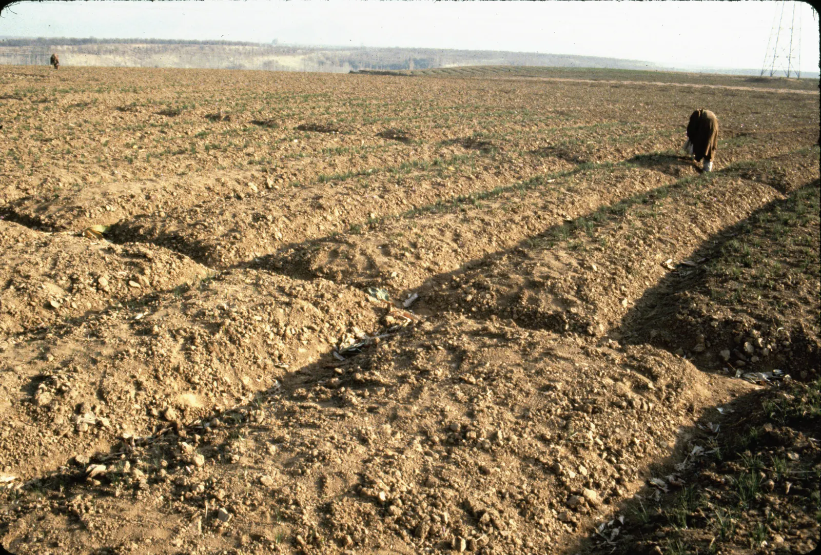 A picker collecting saffron flowers near Srinagar, 1984
