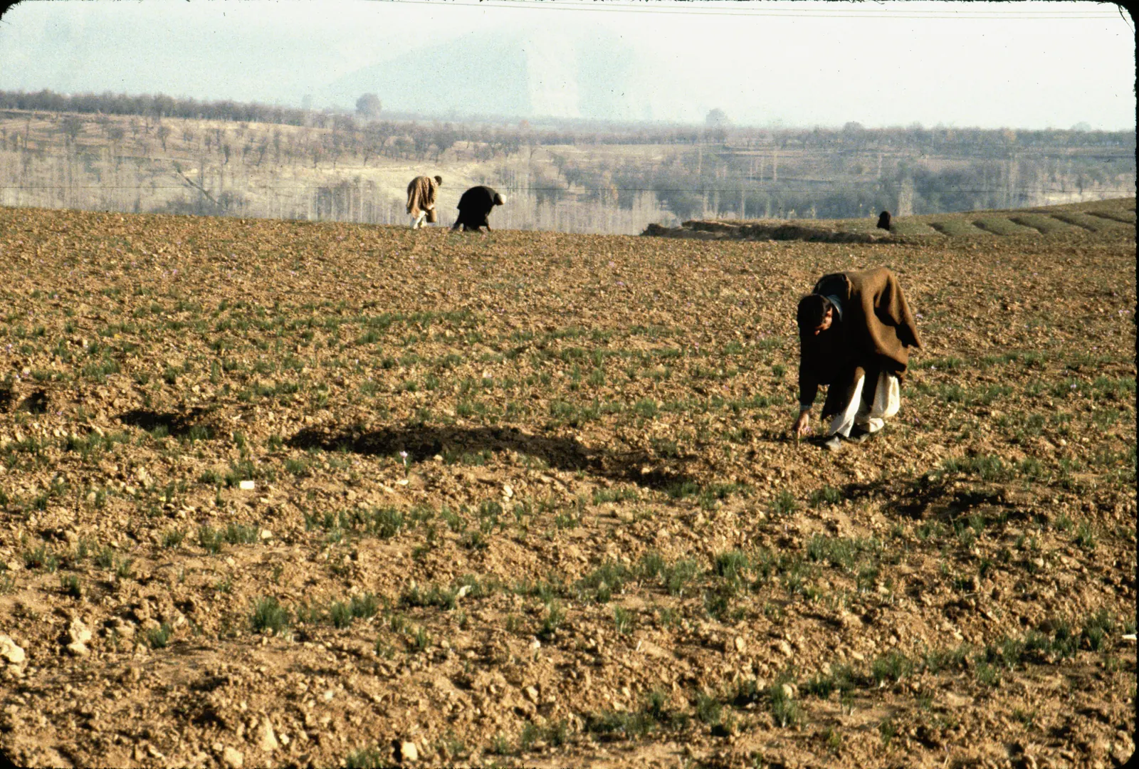 Saffron pickers near Srinagar, Kashmir, 1984