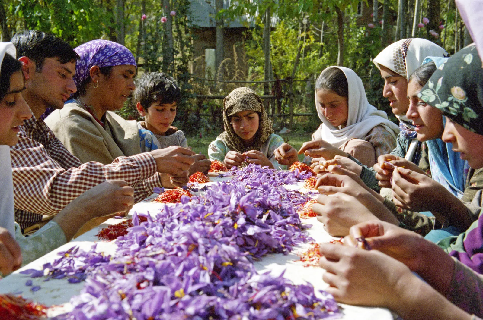 A family separating saffron stigmas by hand, Kashmir