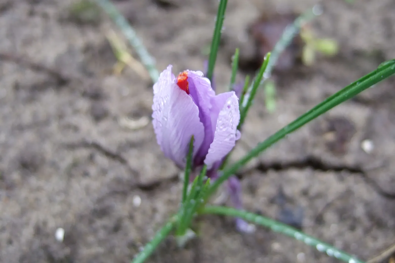 A saffron shoot breaking through the soil